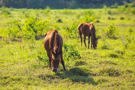 Brown horse in the lawn