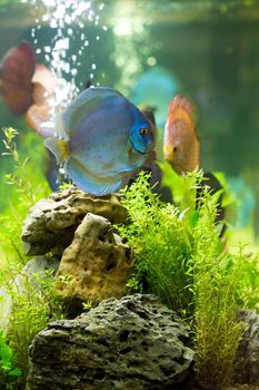 Discus (Symphysodon), multi-colored cichlids in the aquarium