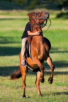 Horse riding in the lawn.