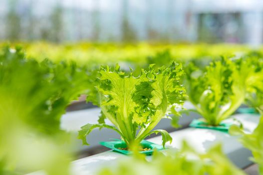 Hydroponics vegetables in plant farm