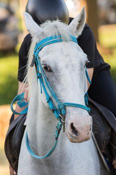 White horse in the lawn