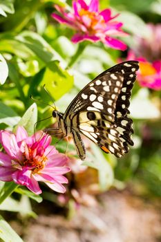 Butterfly in flower garden