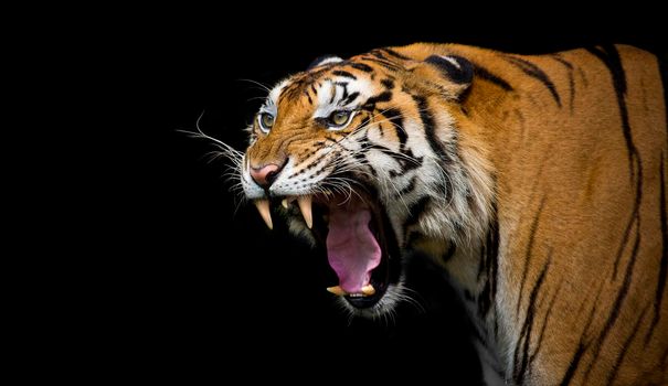 Sumatran Tiger Roaring