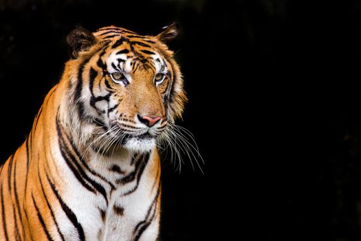 Bengal Tiger head looking direct to camera