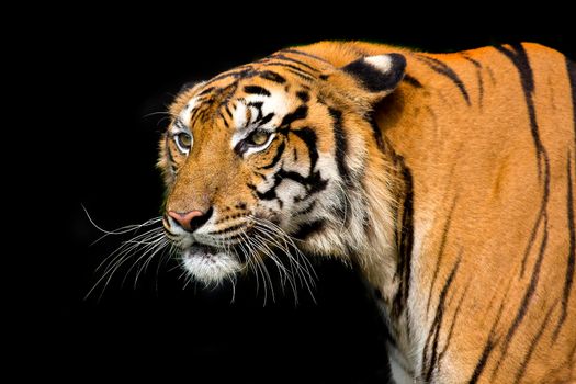 Bengal Tiger head looking direct to camera