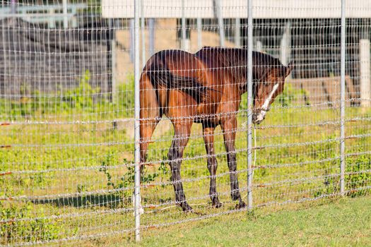 Brown horse in the cage