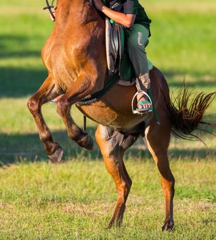 Horse riding in the lawn.