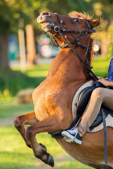 Horse riding in the lawn.