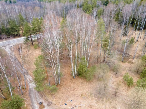 Spring forest without leaves next to a small asphalt road. Fast birches and small coniferous spruces stand along the road. The concept of the beauty of nature in daylight.