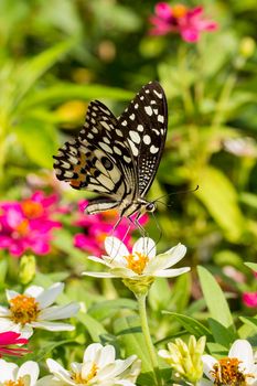 Butterfly in flower garden