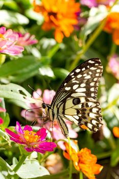 Butterfly in flower garden