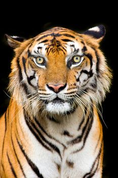 Bengal Tiger head looking direct to camera