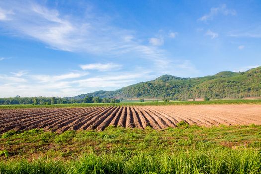 View garden area to prepare crops in Thailand.