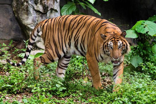 Bengal Tiger head looking direct to camera