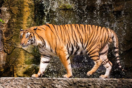 bengal tiger standing with bamboo bushes in background