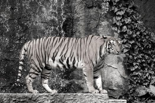 Big white tiger sleeps in the zoo.