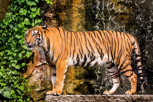 bengal tiger standing with bamboo bushes in background