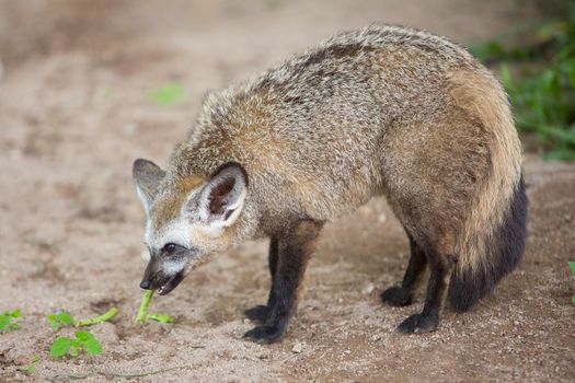Big eared (bat-eared) fox over natural background