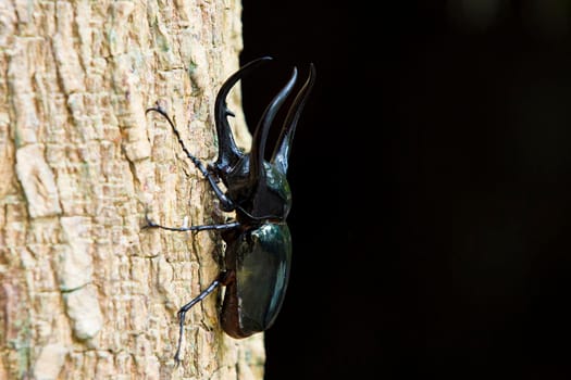 Dynastes hercules, Dynastinae is on dry logs with black background.