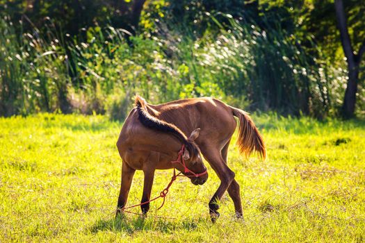 Brown horse in the lawn