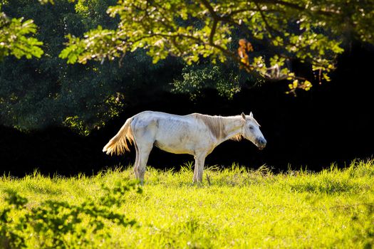 White horse in the lawn