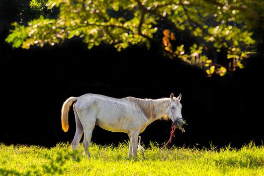 White horse in the lawn