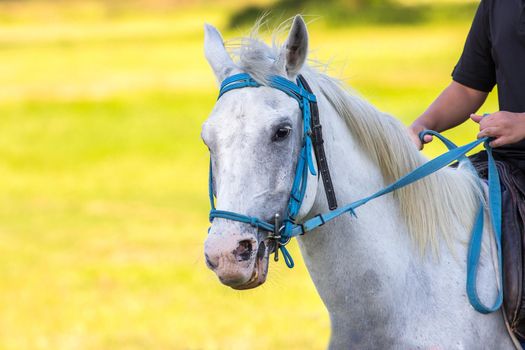 White horse in the lawn