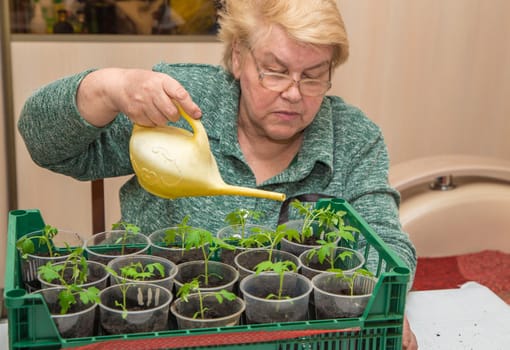 An elderly woman waters tomato seedlings in pots from a watering can. The concept of agriculture, farming, growing vegetables. Young green seedlings of vegetable plants.