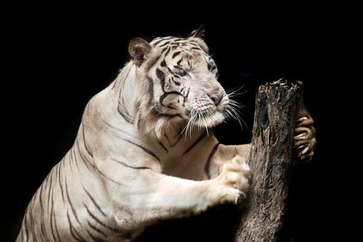 Big white tiger sleeps in the zoo.