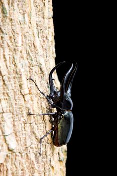 Dynastes hercules, Dynastinae is on dry logs with black background.