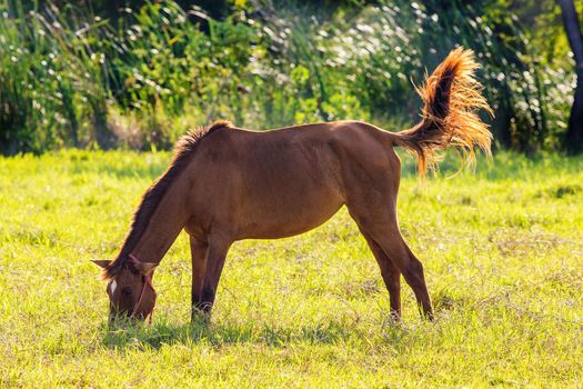 Brown horse in the lawn