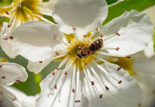 spring bee flower cherry in garden macro, close up