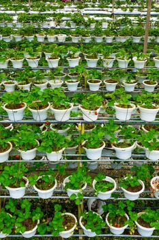 Potted shelves and irrigation system strawberry farm in Malaysia.