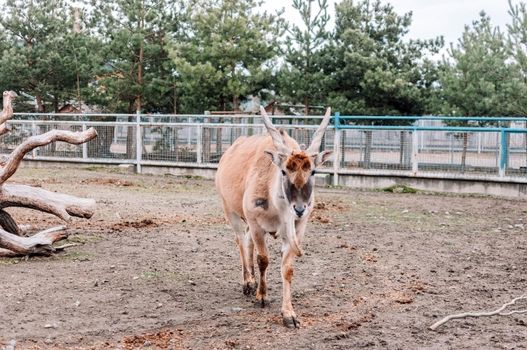 Canna vulgaris walks around her pen at the zoo farm. The largest antelope species found in East and South Africa. A rare species of mammals.