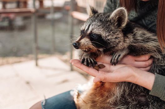 The raccoon sits in the girl's arms. Girl feeds the animal from her hands. Cute fluffy male raccoon. A tamed mammal at a petting zoo. selective focus