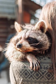 A cute raccoon lies on the girl's shoulder. The animal is relaxed and looks into the distance. fluffy raccoon male. A tamed mammal at the petting zoo. selective focus