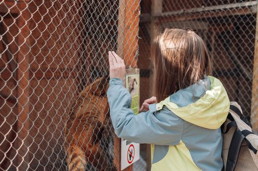 A coati climbs a cage grid at the family zoo. The girl tries to feed the nimble nasua through the bars. Wild animals out of will
