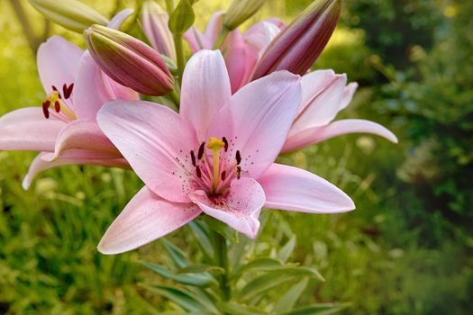 Lily flower in garden in summer day. Selective focus