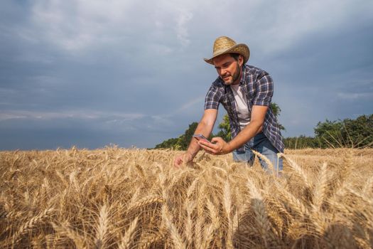 Agronomist is examining grain crops before harvesting.