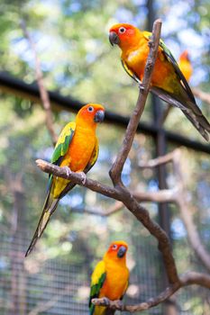 Cute Sun Conure climbing the cage