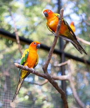 Cute Sun Conure climbing the cage