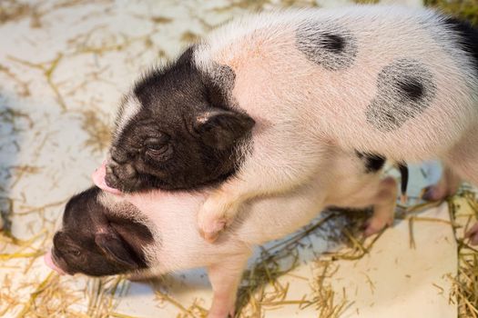 dwarf hog in the cage