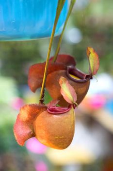 nepenthes ampullaria or Pitcher plant