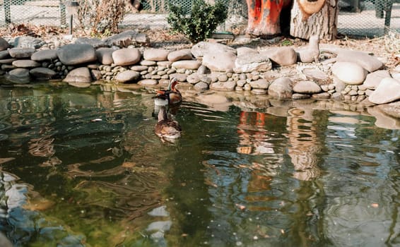A duck with a green head and feathers swims on a calm lake. A special pond at the zoo for waterfowl.