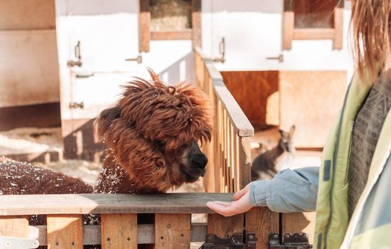 The girl feeds the llama from her hand. The mammal is in the pen on the family farm, a red fluffy furry llama. Portrait of a fluffy alpaca. Lama is a Peruvian farm cattle.