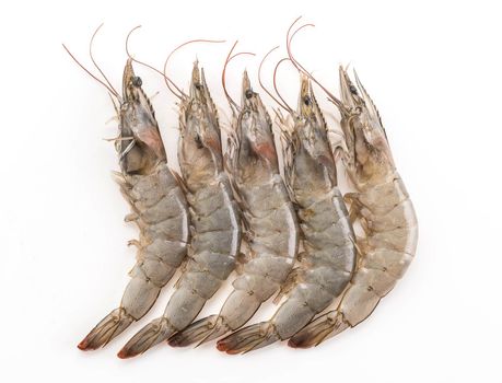 fresh shrimp/prawn on white background