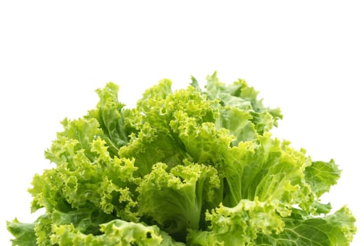 Fresh Lettuce on white background