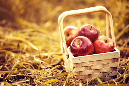 Beautiful red tasty fresh apples in wooden basket on natural background. Harvest Autumn Summer Farming Concept Horizontal with Copy Space Closeup Toning