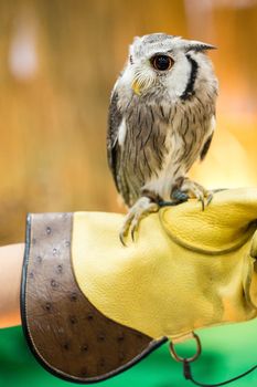 The owl is on the glove.