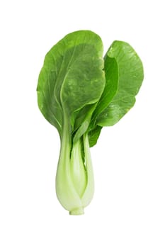 Chinese cabbage